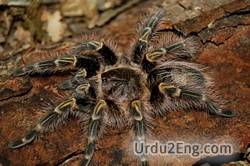 tarantula Urdu Meaning