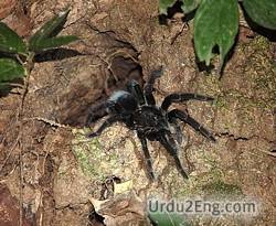 tarantula Urdu Meaning
