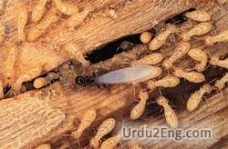 termite Urdu Meaning