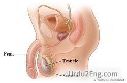 testicle Urdu Meaning