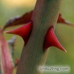 thorn Urdu Meaning