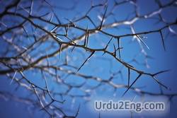 thorn Urdu Meaning