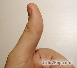 thumb Urdu Meaning