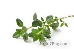 thyme Urdu Meaning