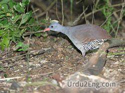 tinamou Urdu Meaning
