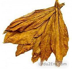 tobacco Urdu Meaning
