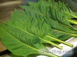tobacco Urdu Meaning