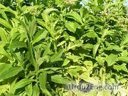 tobacco Urdu Meaning
