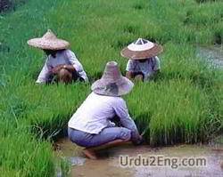 toil Urdu Meaning