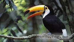 toucan Urdu Meaning