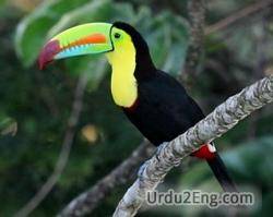 toucan Urdu Meaning