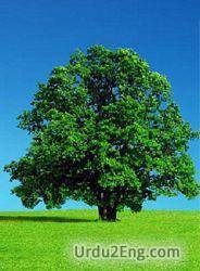 tree Urdu Meaning