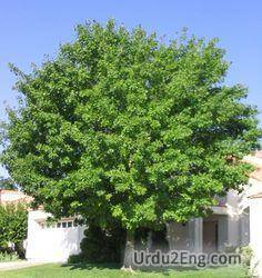 tree Urdu Meaning