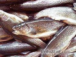 trout Urdu Meaning