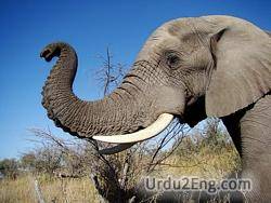 trunk Urdu Meaning