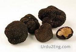 tuber Urdu Meaning