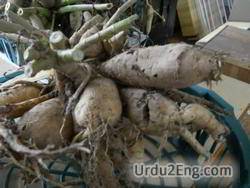 tuber Urdu Meaning