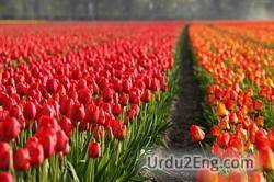 Tulip Urdu Meanings