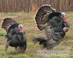 turkey Urdu Meaning
