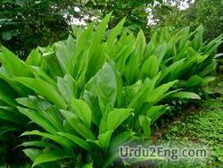 turmeric Urdu Meaning