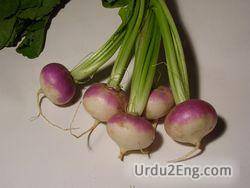 turnip Urdu Meaning