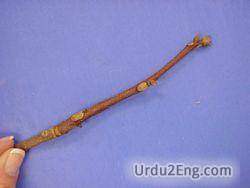 twig Urdu Meaning