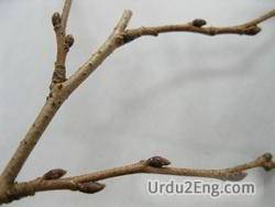 twig Urdu Meaning