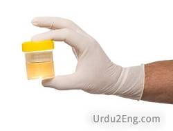 urine Urdu Meaning