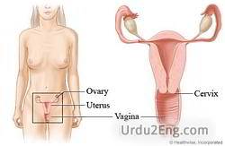 vagina Urdu Meaning