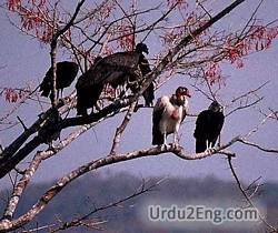 vulture Urdu Meaning