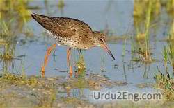 wader Urdu Meaning