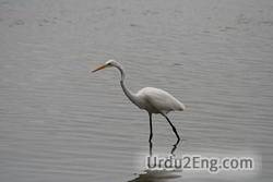 wader Urdu Meaning