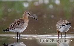 wader Urdu Meaning