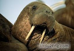 walrus Urdu Meaning