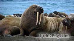 walrus Urdu Meaning