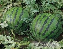watermelon Urdu Meaning