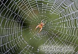 web Urdu Meaning