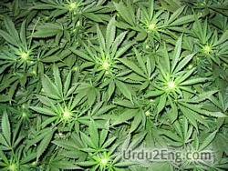 weed Urdu Meaning