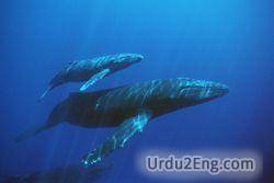 whale Urdu Meaning