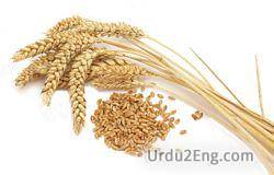 wheat Urdu Meaning