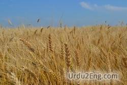 wheat Urdu Meaning