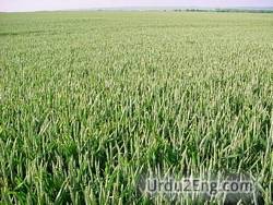 wheat Urdu Meaning