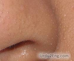 whitehead Urdu Meaning
