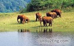 wildlife Urdu Meaning
