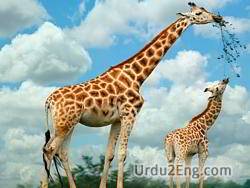 wildlife Urdu Meaning
