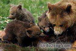 wildlife Urdu Meaning