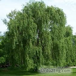 willow Urdu Meaning
