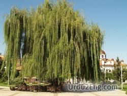willow Urdu Meaning