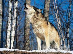 wolf Urdu Meaning