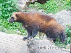 wolverine Urdu Meaning